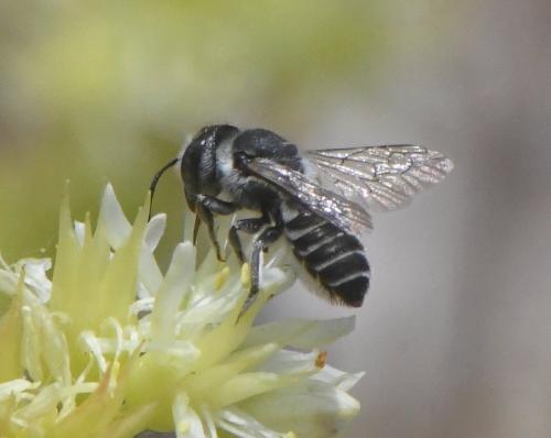 Réf. 263 069 : Megachile rotundata